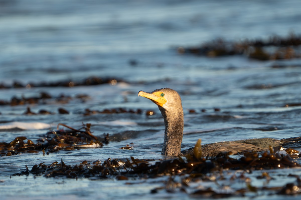 Double-crested Cormorant - ML629214477