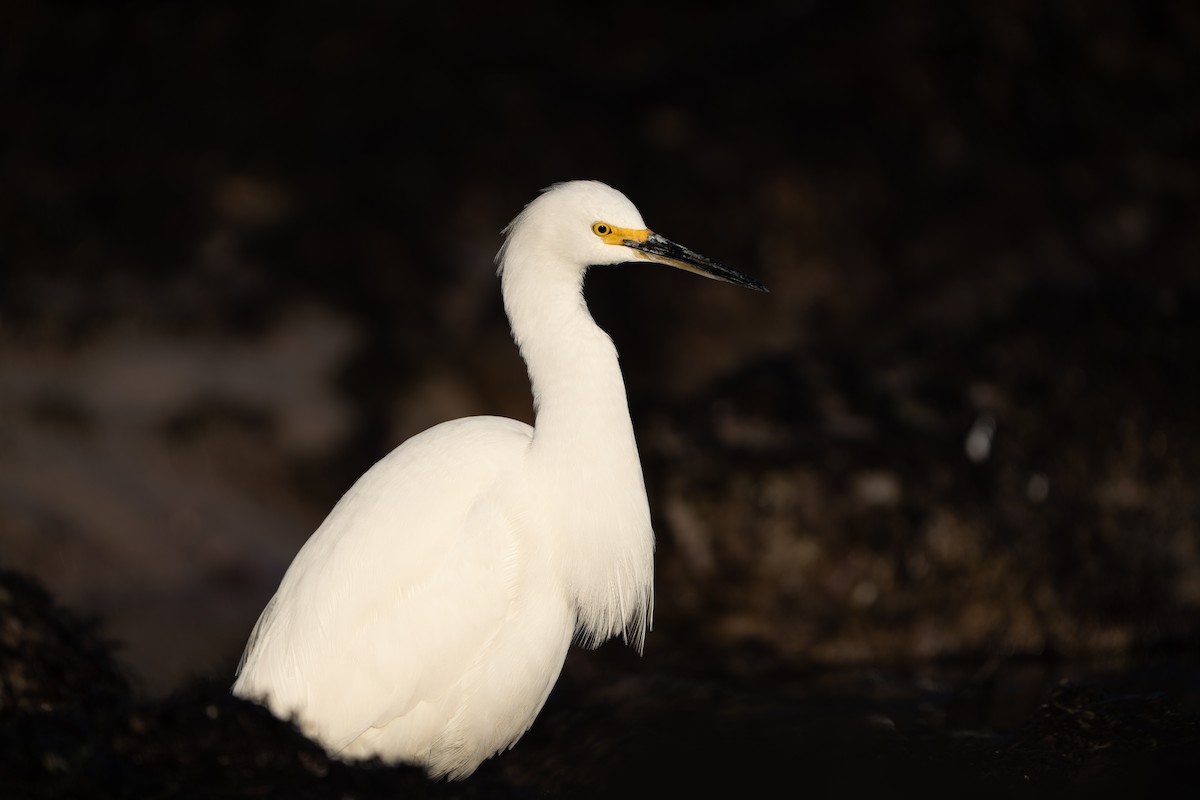Snowy Egret - ML629214484