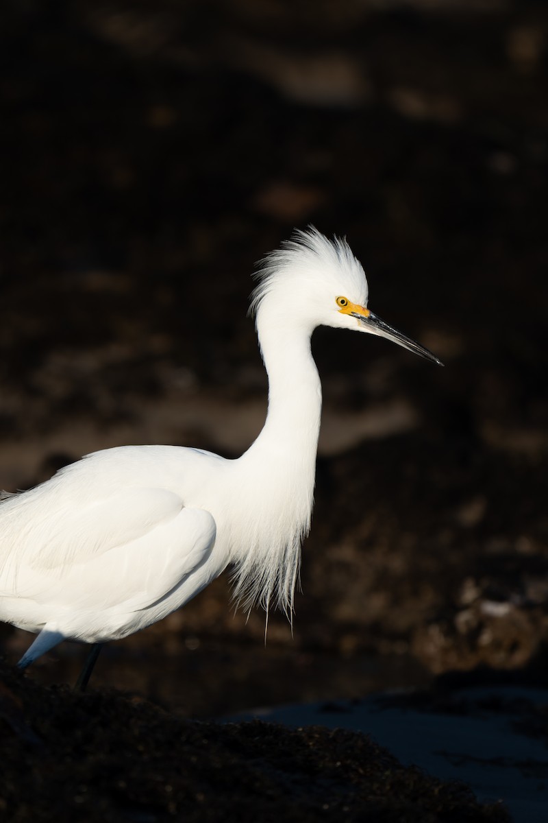 Snowy Egret - ML629214485