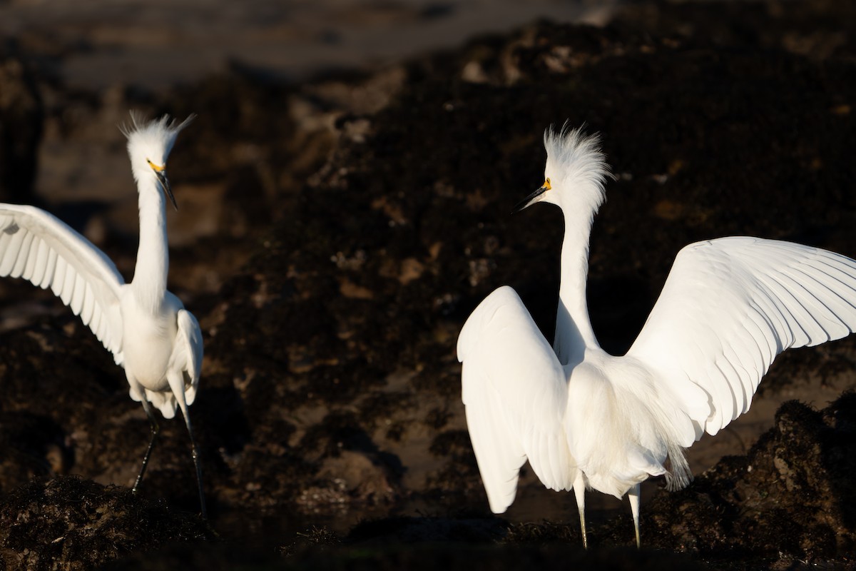 Snowy Egret - ML629214486