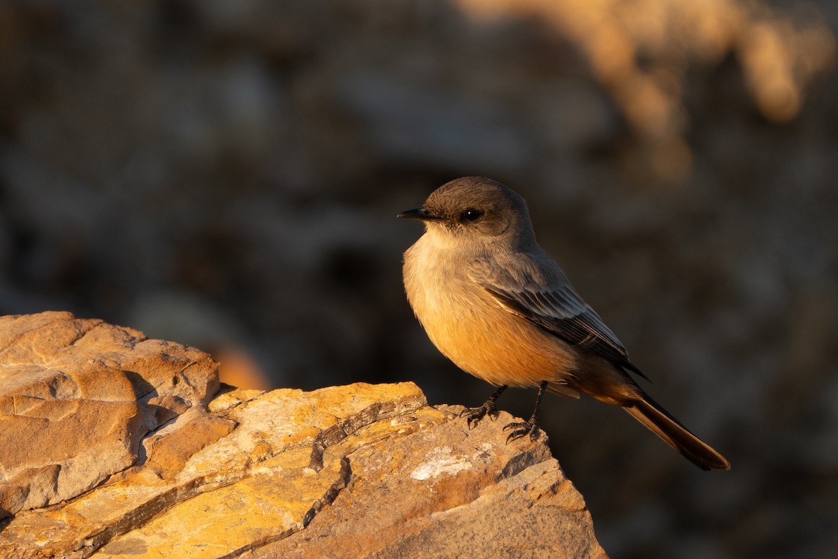 Say's Phoebe - ML629214503
