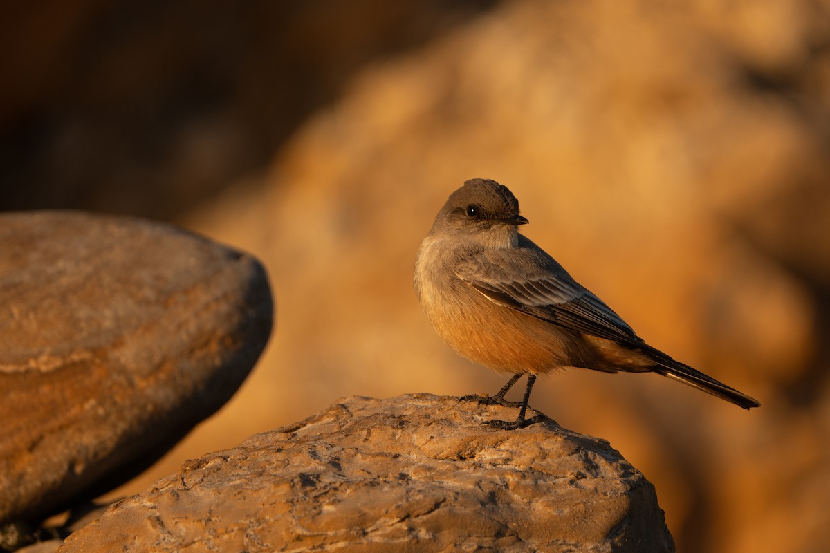 Say's Phoebe - ML629214508