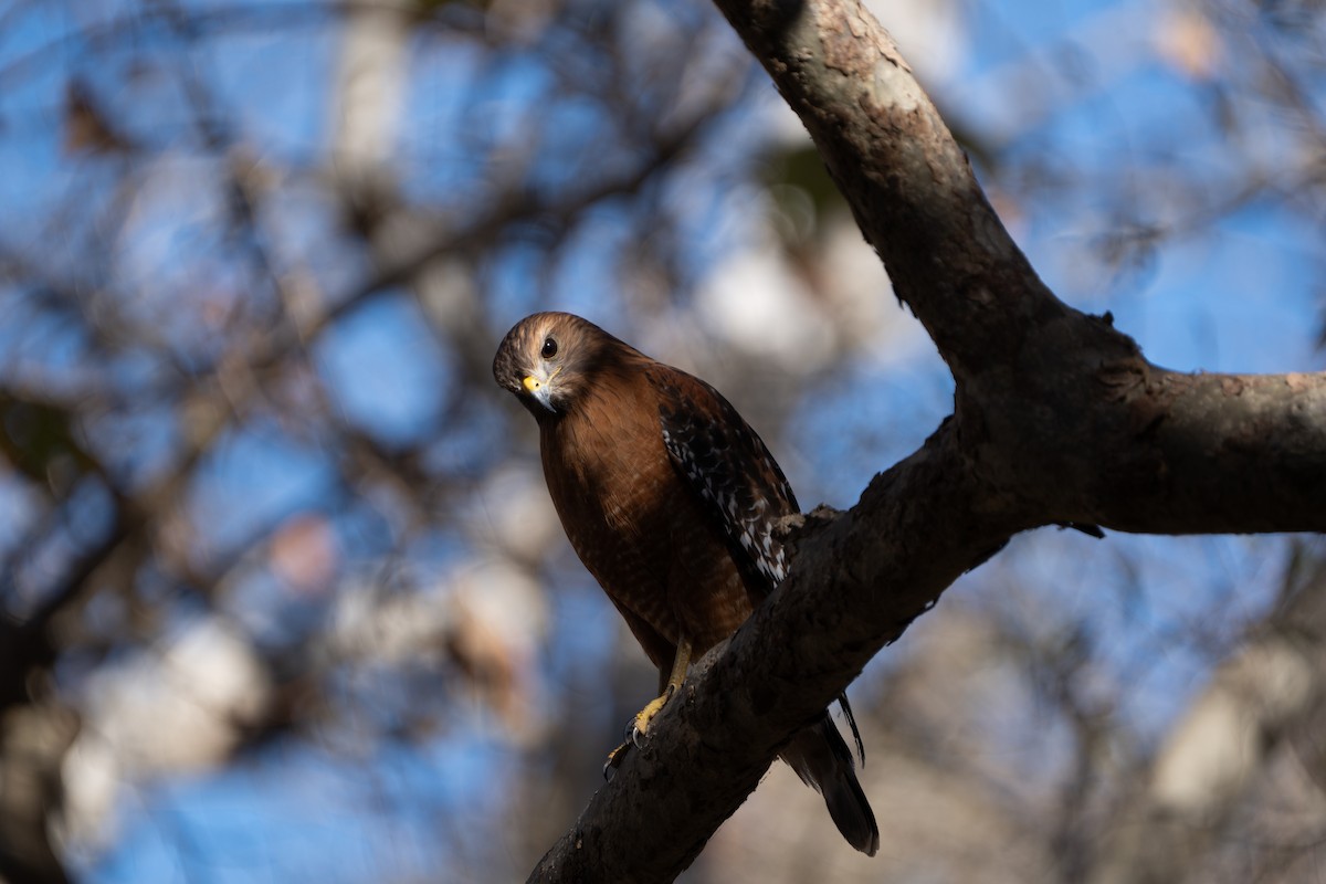 Red-shouldered Hawk - ML629214524