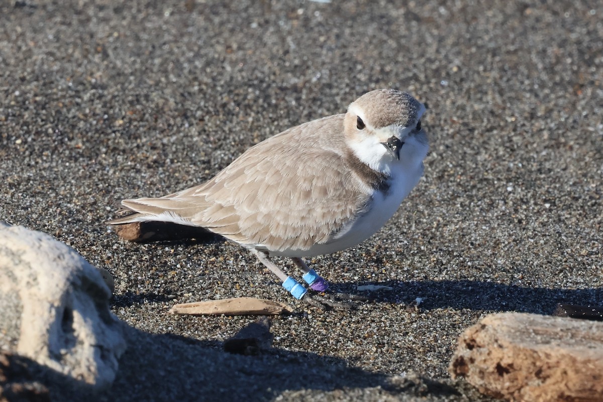 Snowy Plover - ML629214647