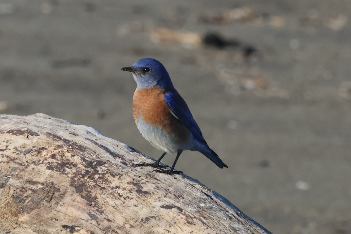 Western Bluebird - ML629214665