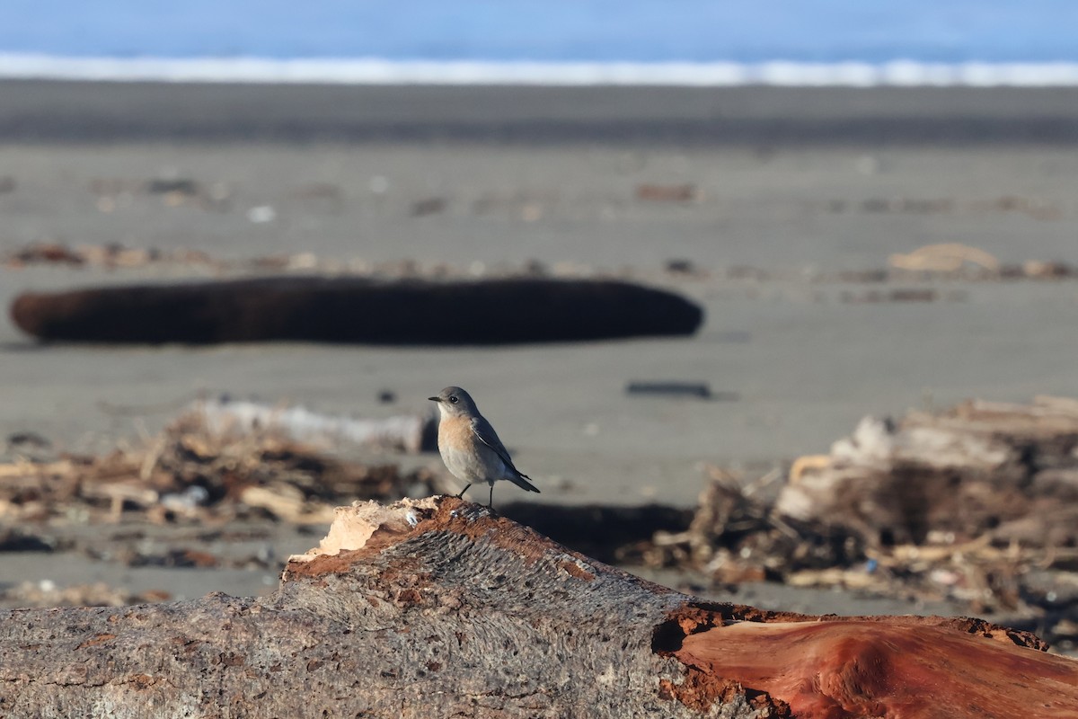 Western Bluebird - ML629214666