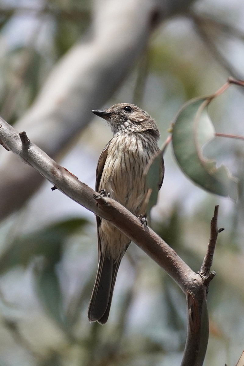 Rufous Whistler - ML629214668