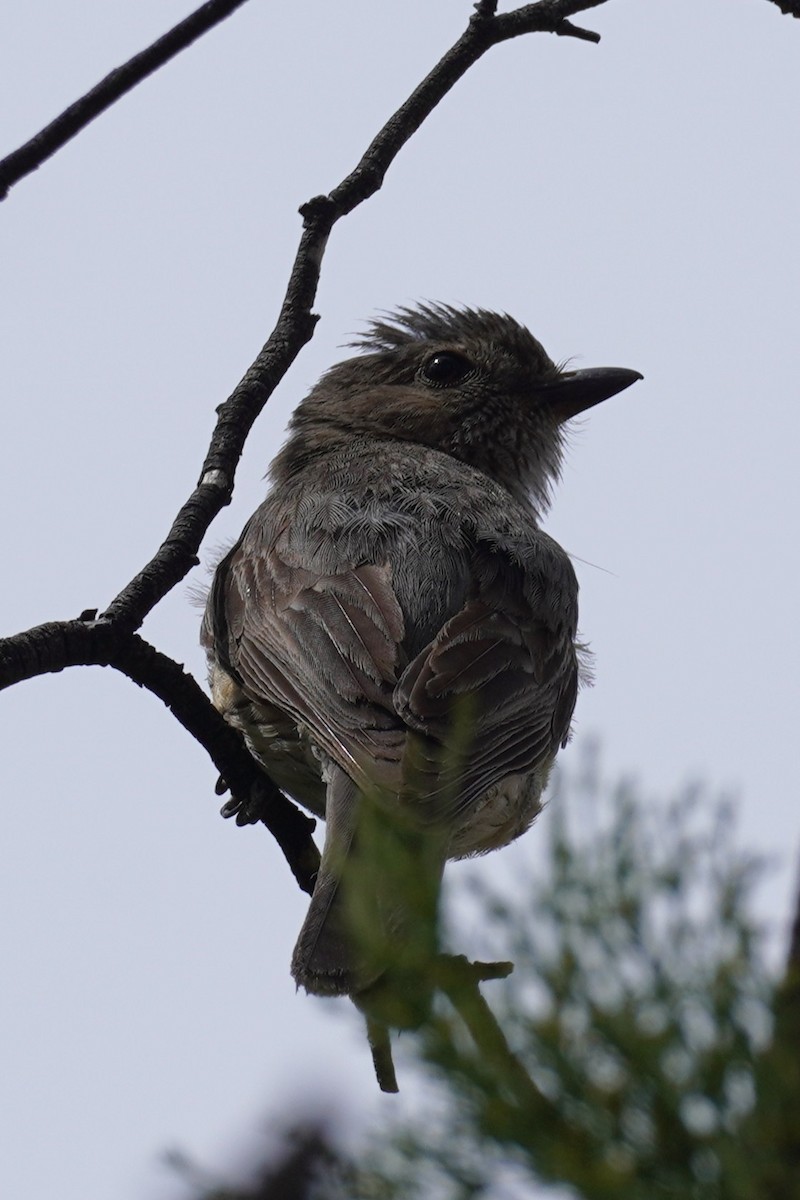 Rufous Whistler - ML629214669