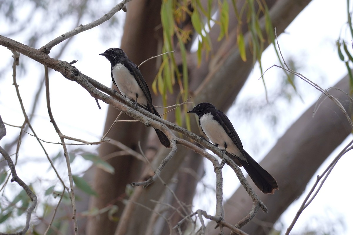 Willie-wagtail - ML629214675