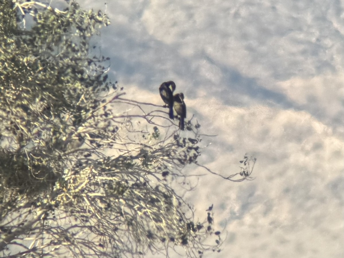 Neotropic Cormorant - ML629214701