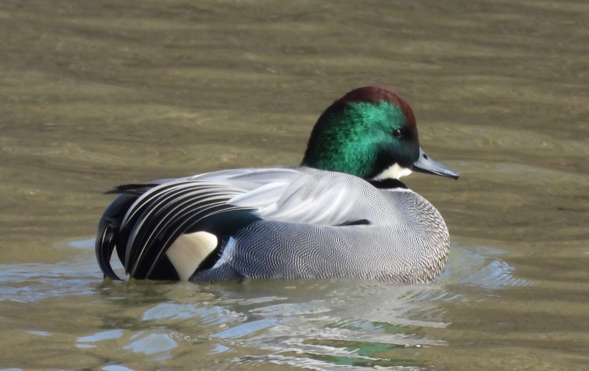 čírka srpoperá - ML629214706