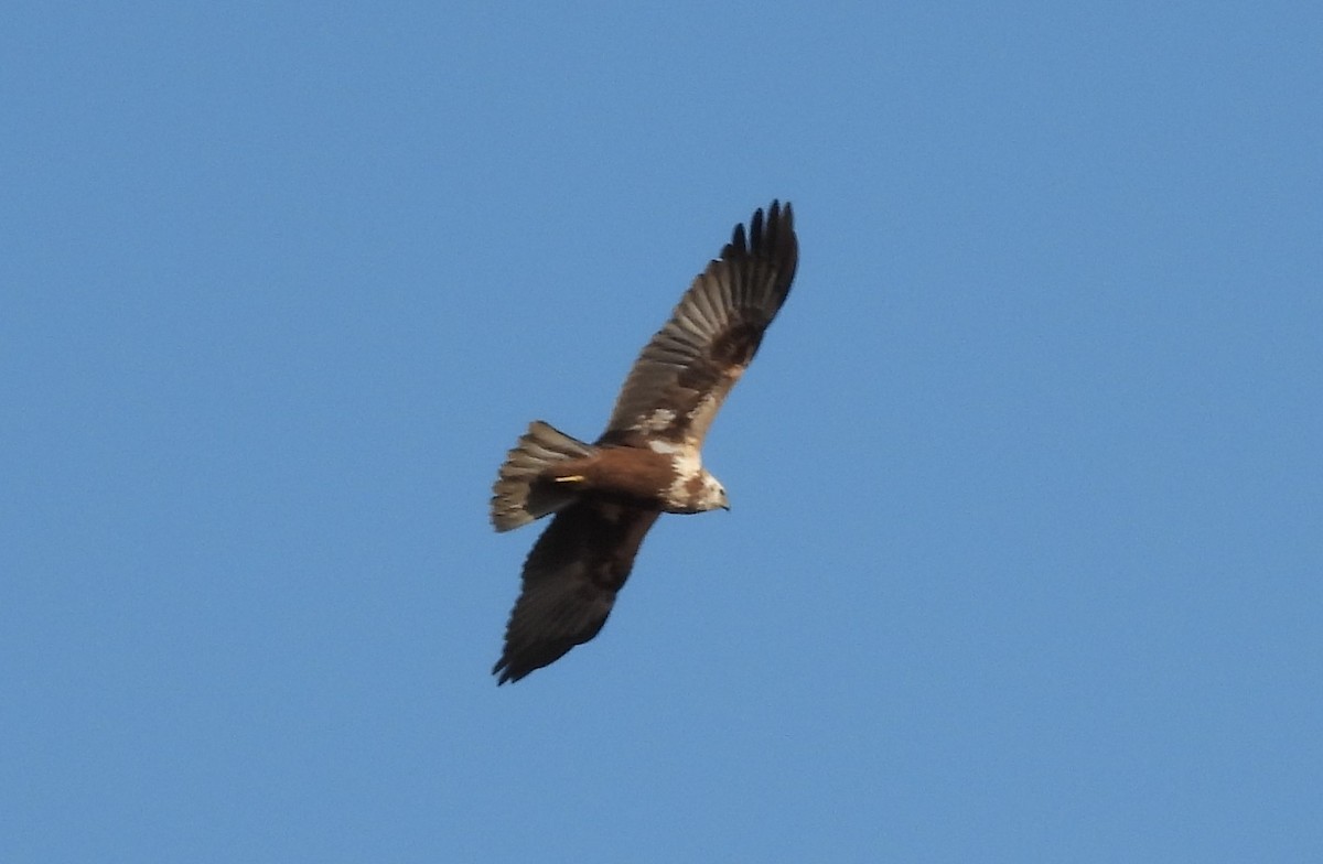 moták pochop - ML629214716