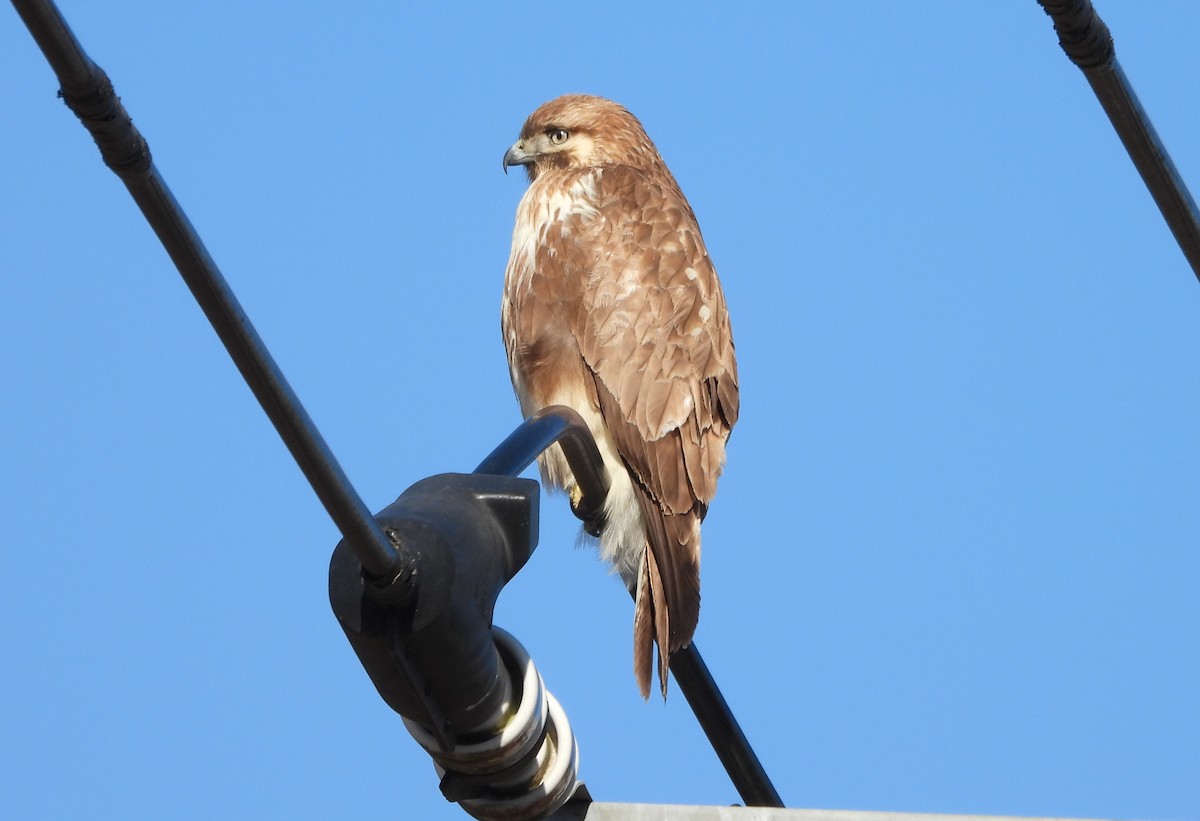 káně východní - ML629214718