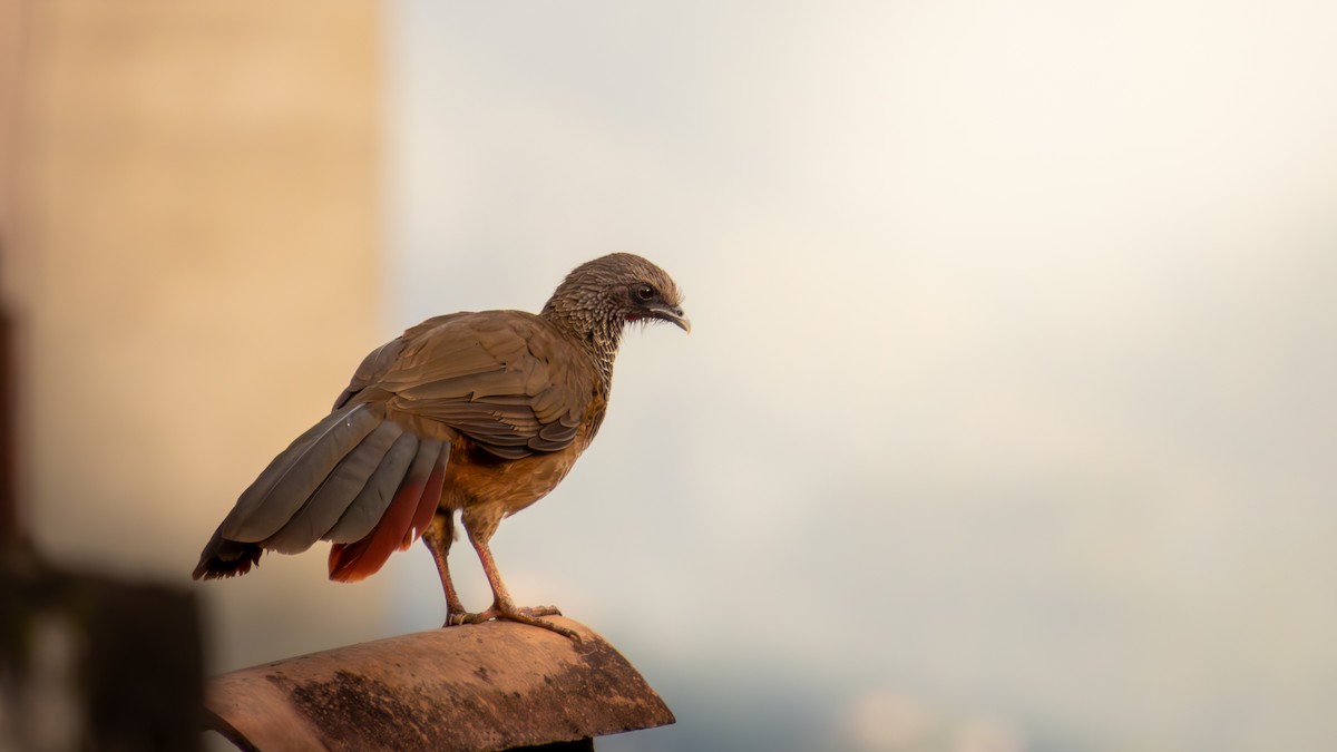 コロンビアヒメシャクケイ - ML629214815