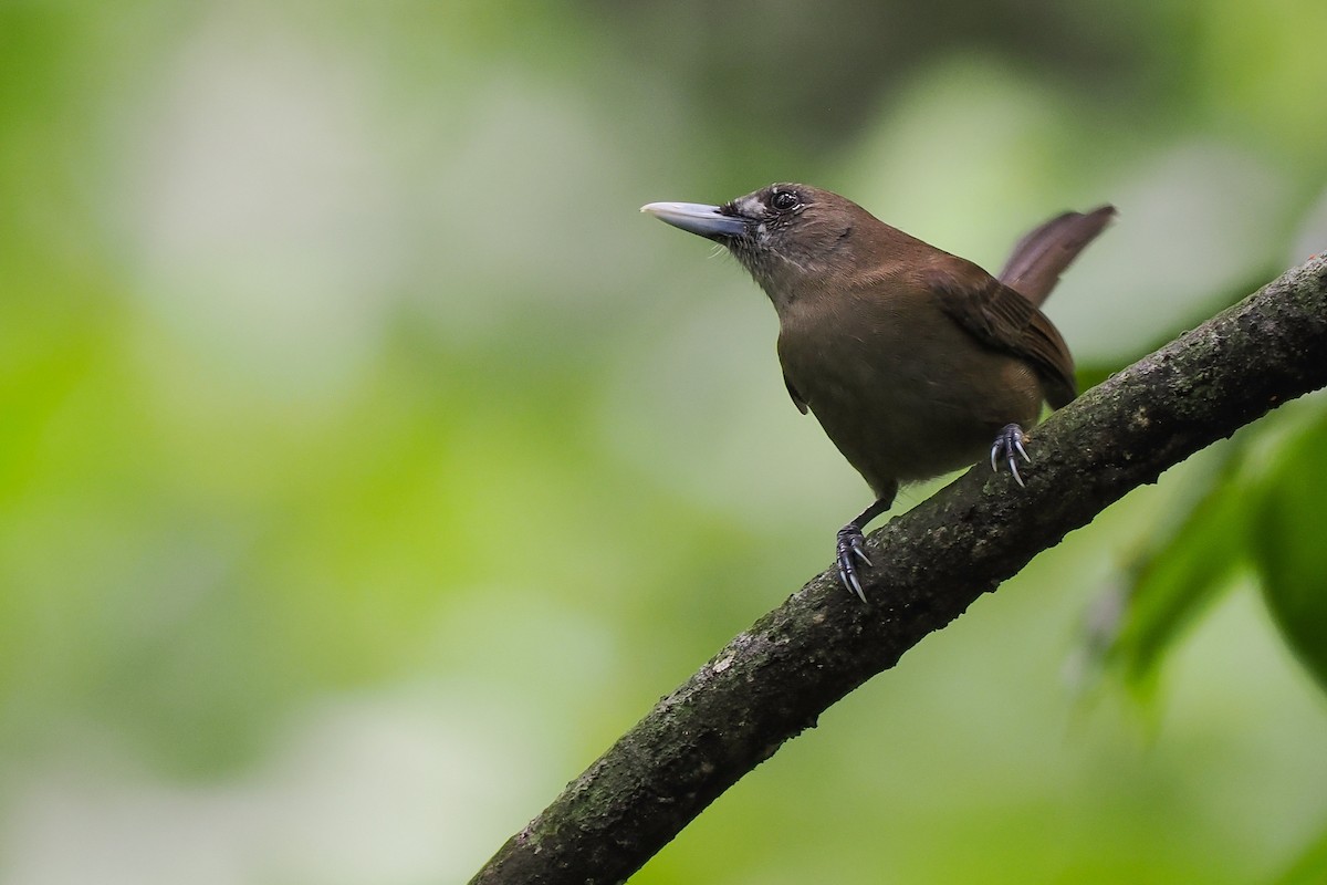 Southern Shrikebill - ML629215032