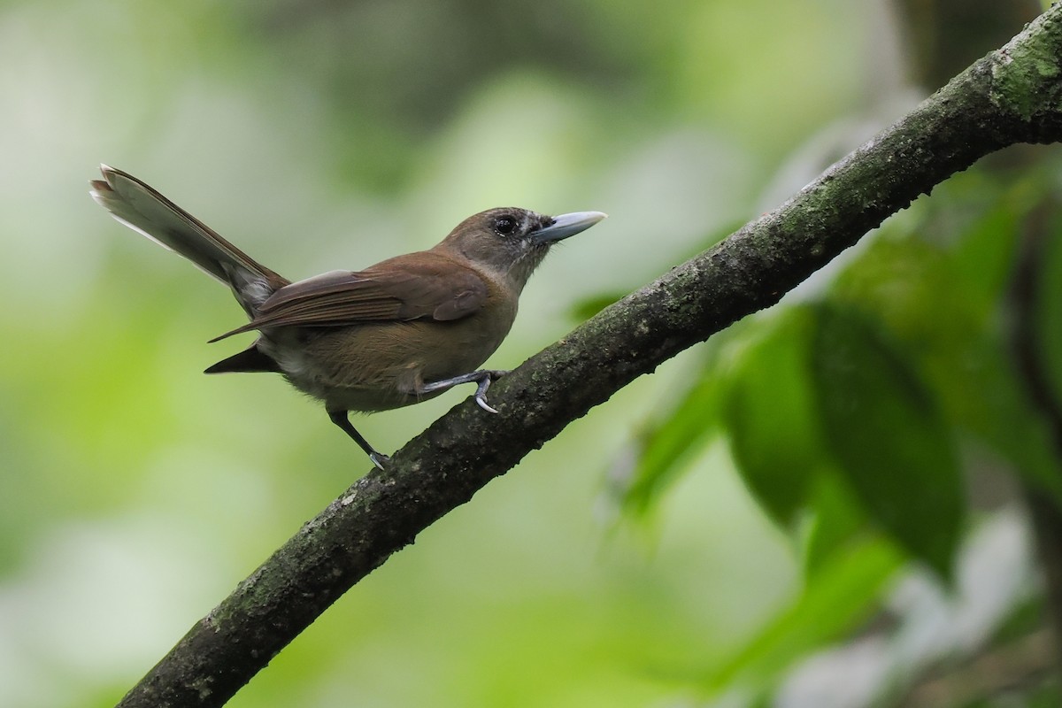 Southern Shrikebill - ML629215033