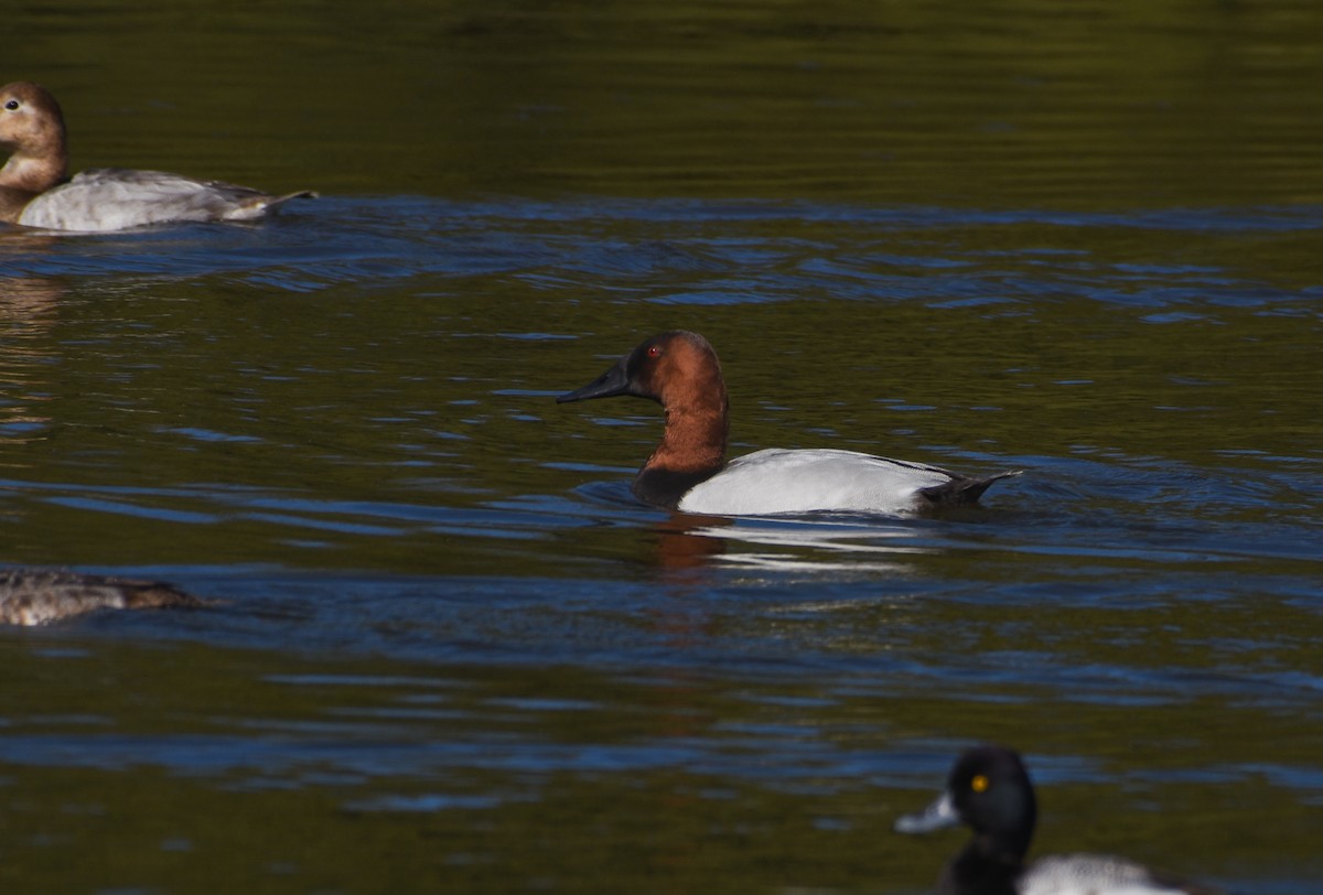 Canvasback - ML629215194