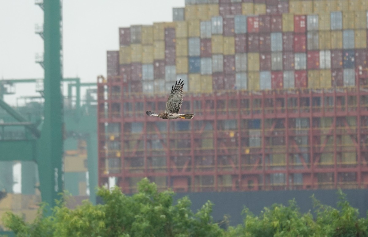 Pied Harrier - ML629215276