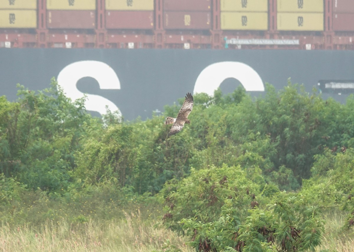 Pied Harrier - ML629215293