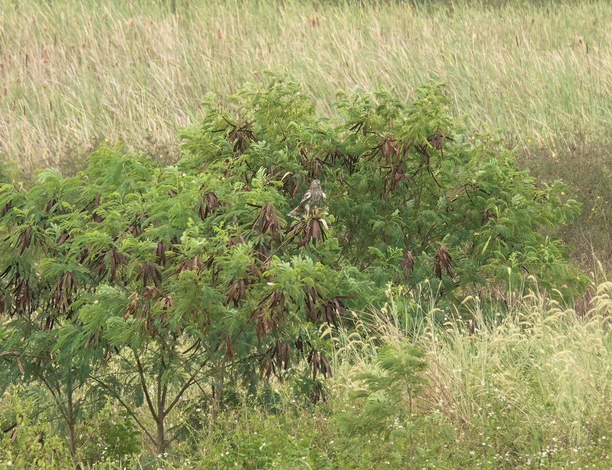 Pied Harrier - ML629215295