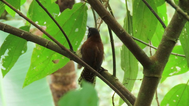 Sooty-headed Wren - ML629215763