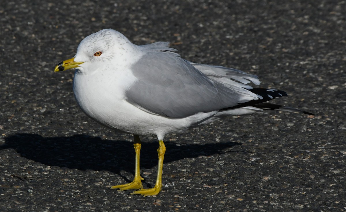 Ring-billed Gull - ML629215783