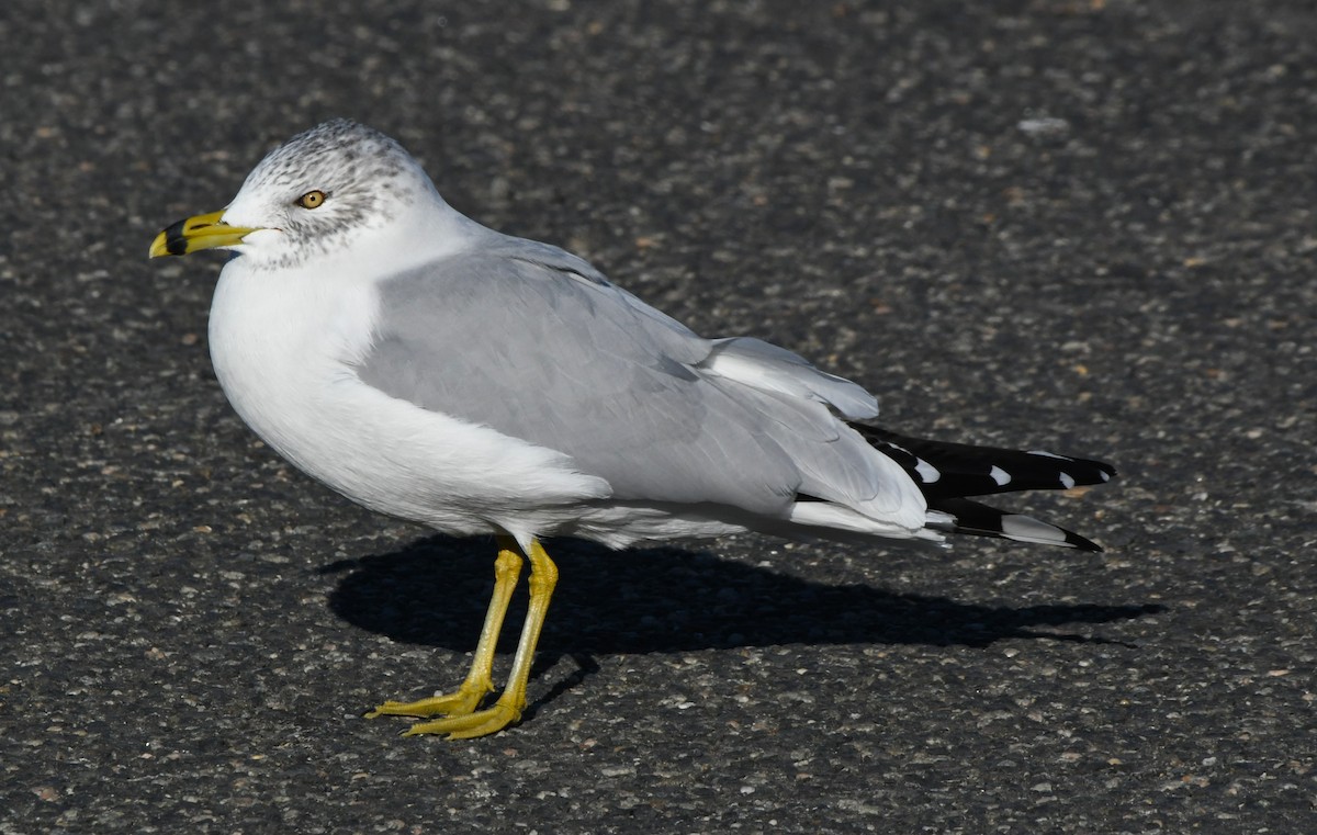 Ring-billed Gull - ML629215789