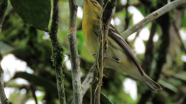 Blackburnian Warbler - ML629215791