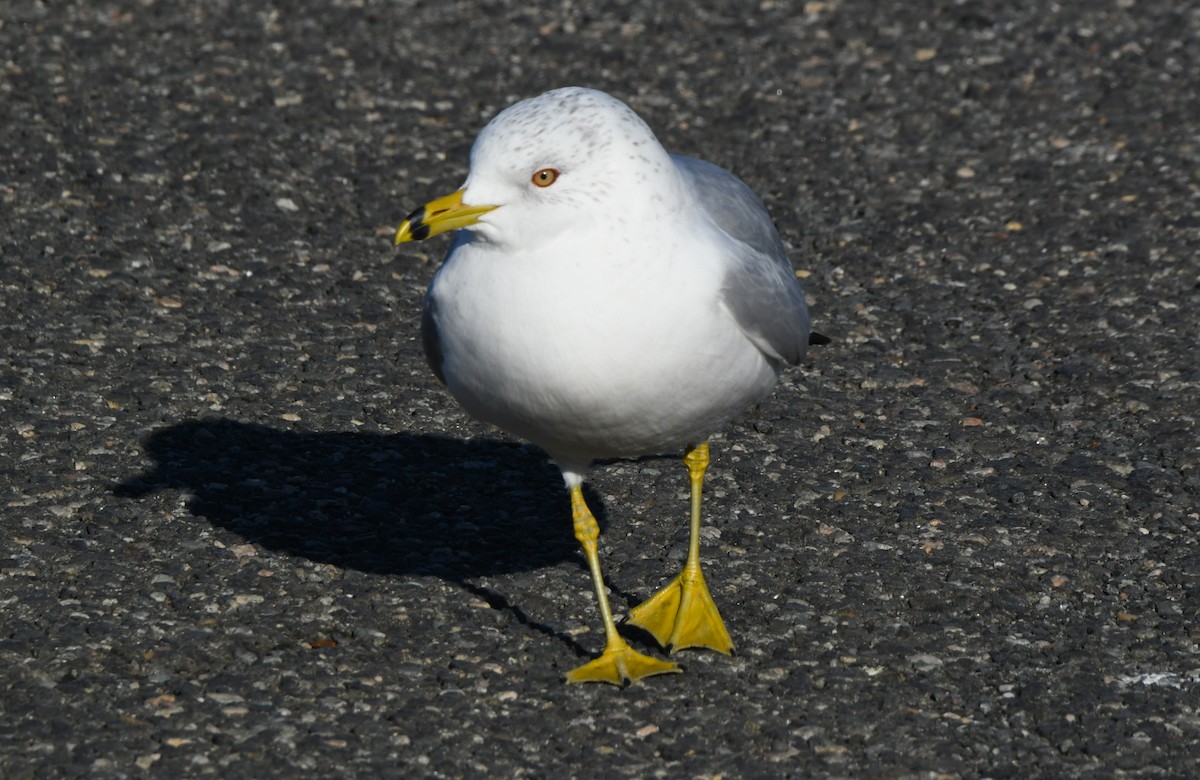 Ring-billed Gull - ML629215795