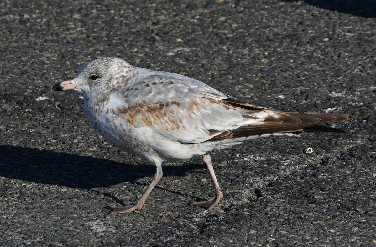 Ring-billed Gull - ML629215800