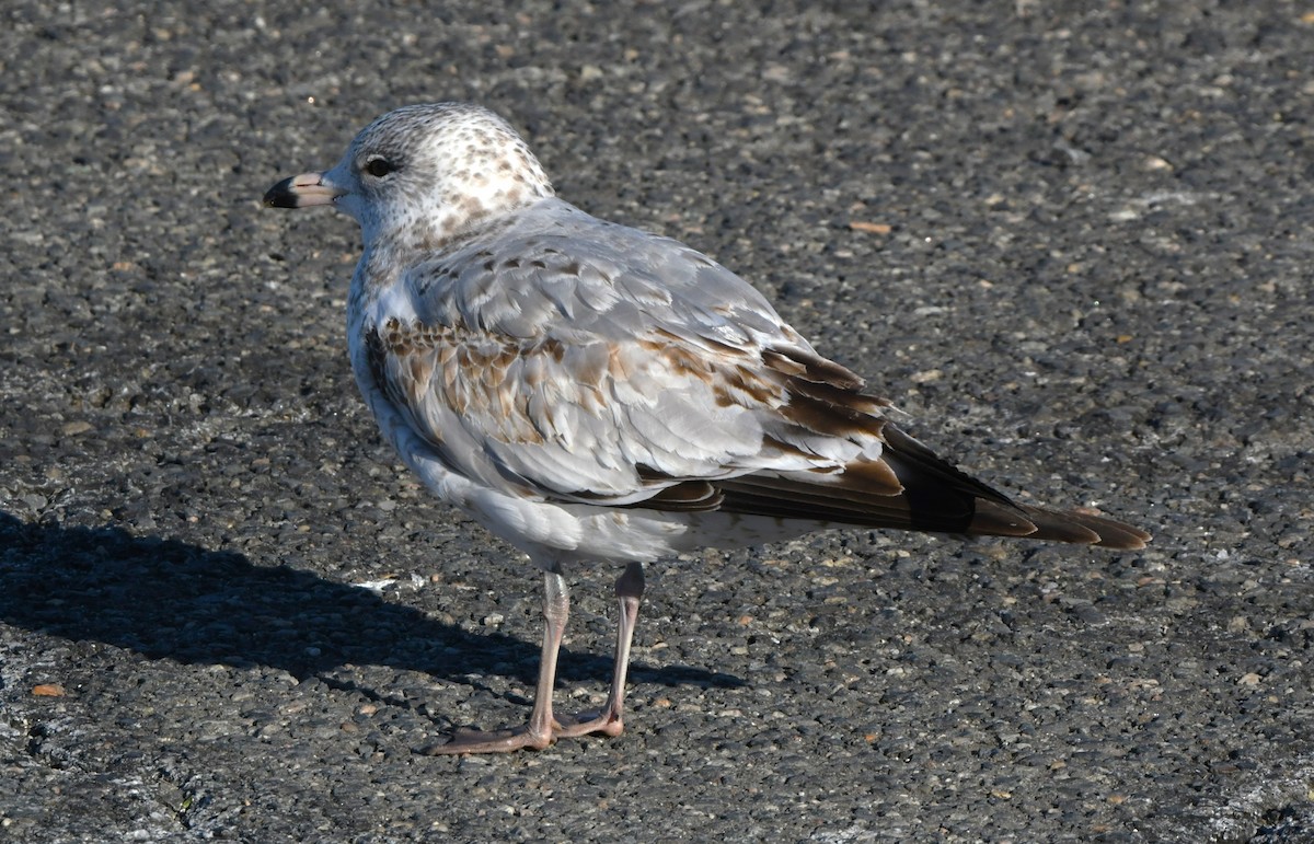 Ring-billed Gull - ML629215803