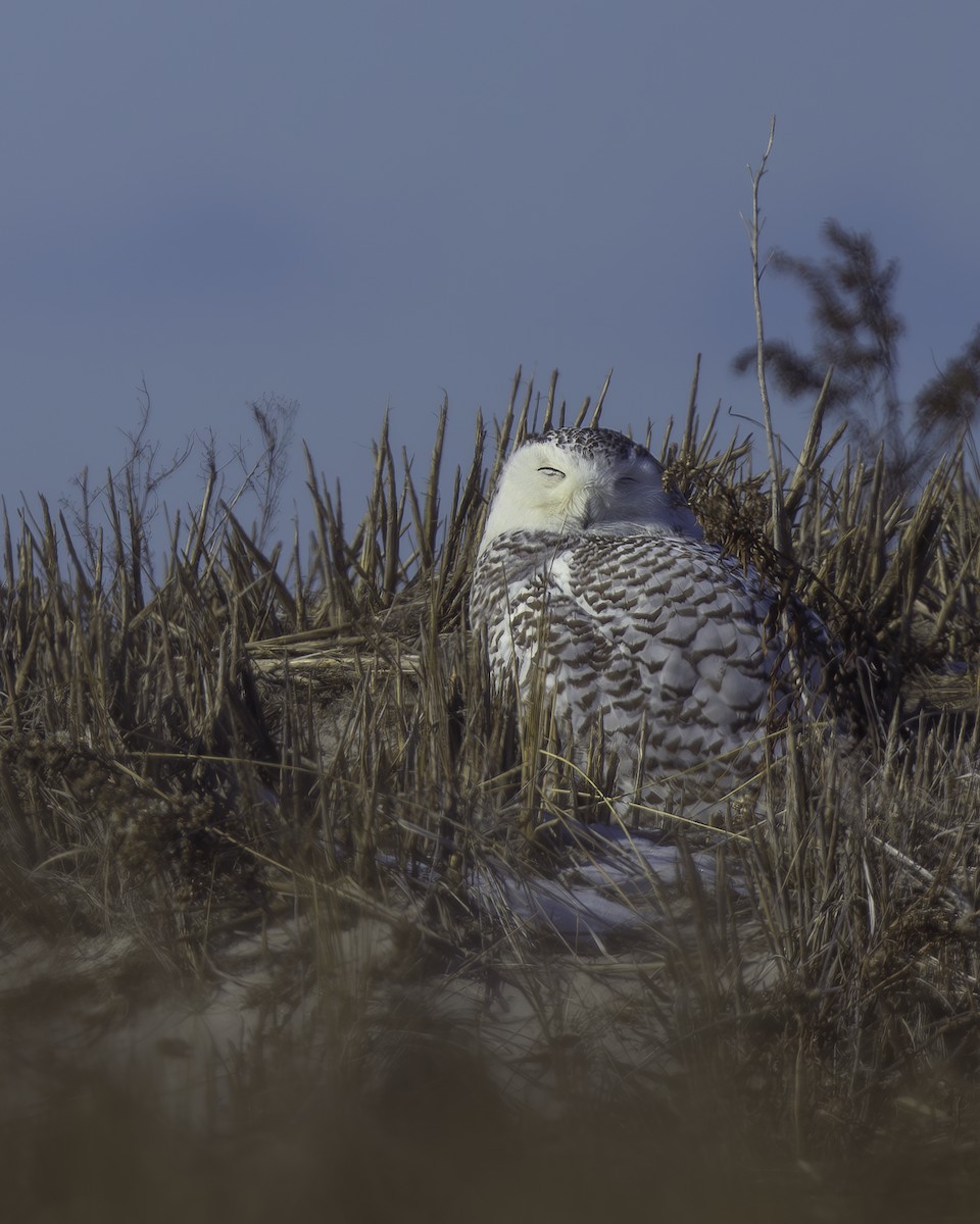 Snowy Owl - ML629215892