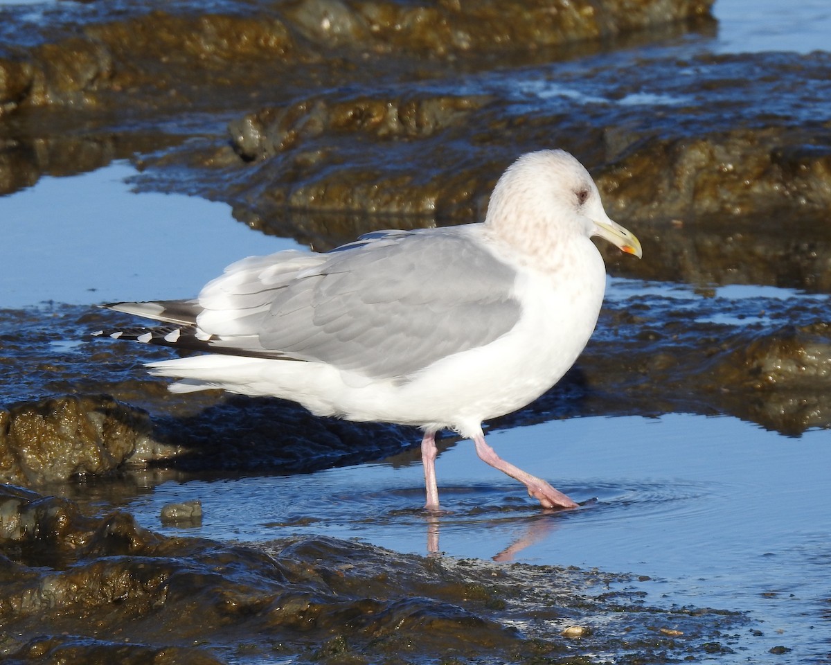Iceland Gull - ML629215904