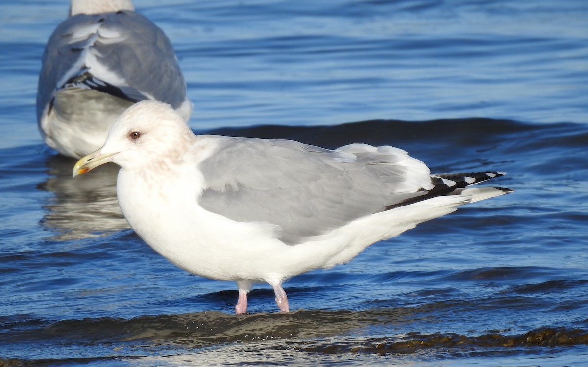 Iceland Gull - ML629215907