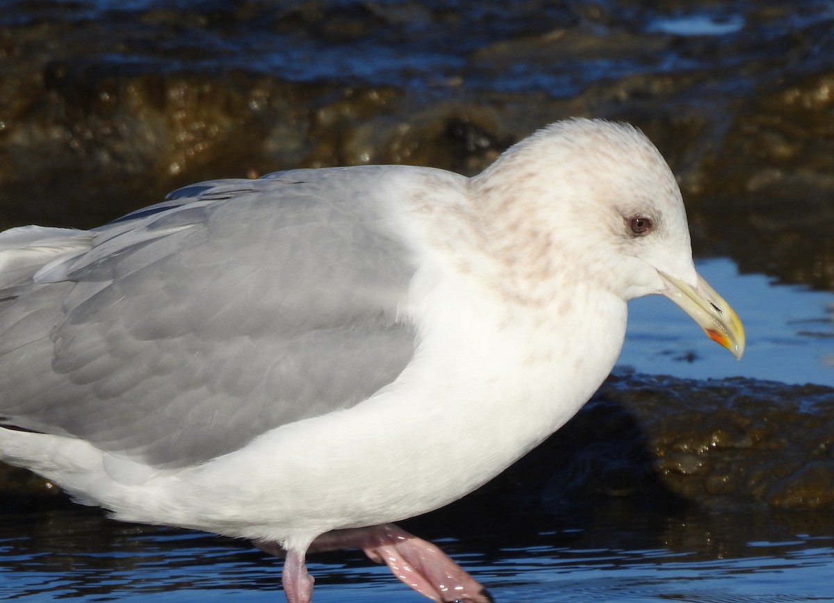 Iceland Gull - ML629215913