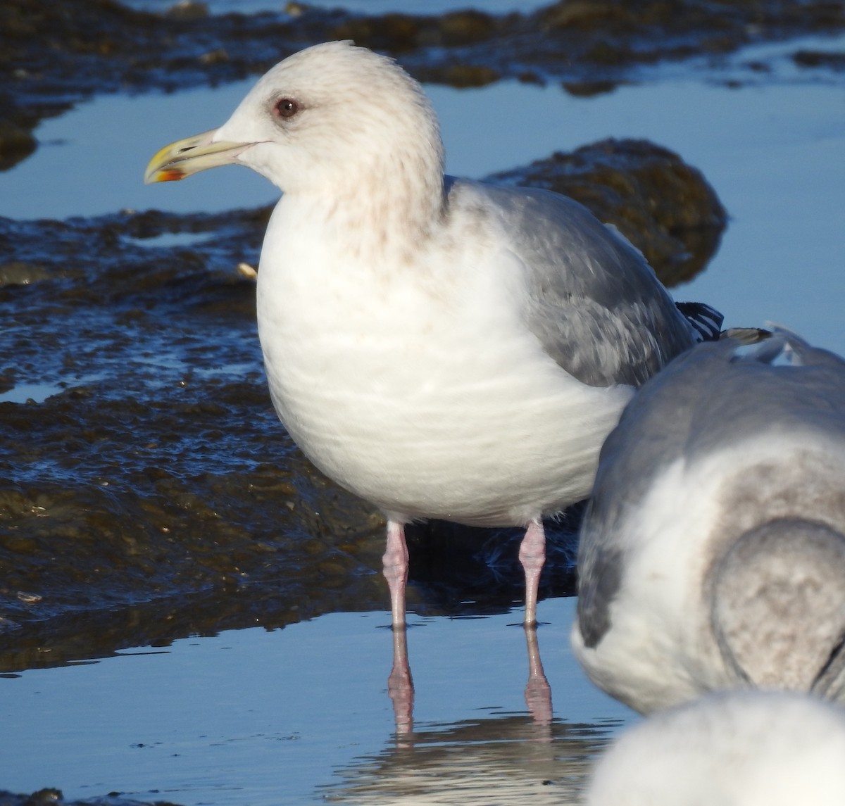 Iceland Gull - ML629215915