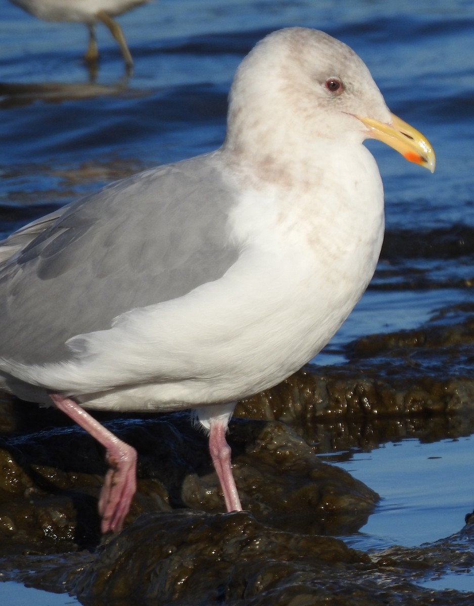 Iceland Gull - ML629215916