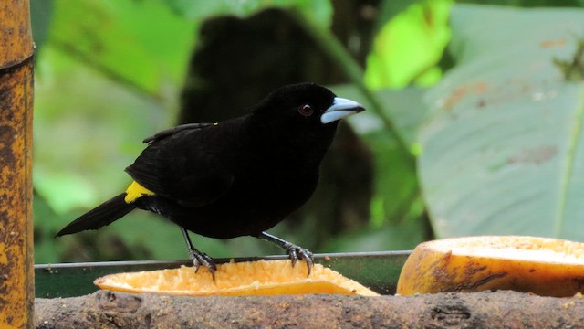 ミナミコシアカフウキンチョウ（icteronotus） - ML629216063