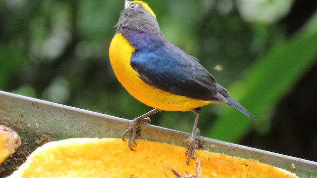 Orange-bellied Euphonia - ML629216486
