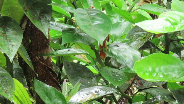 Red-faced Spinetail - ML629216509