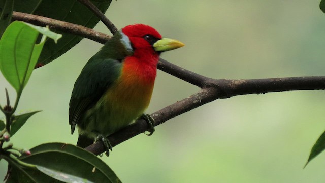 Red-headed Barbet - ML629216883