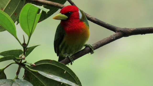 Red-headed Barbet - ML629216907