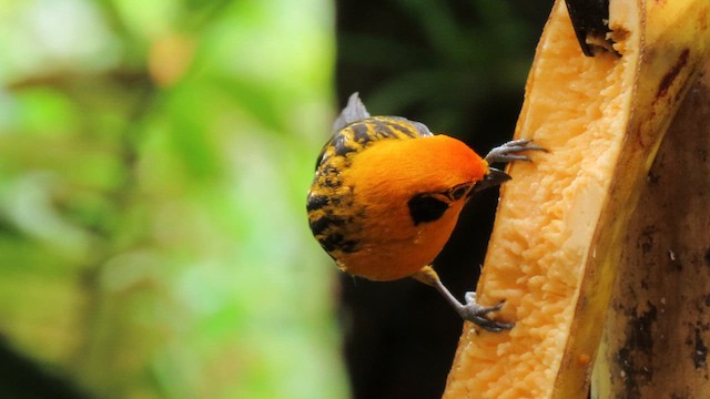 Golden Tanager - ML629217022