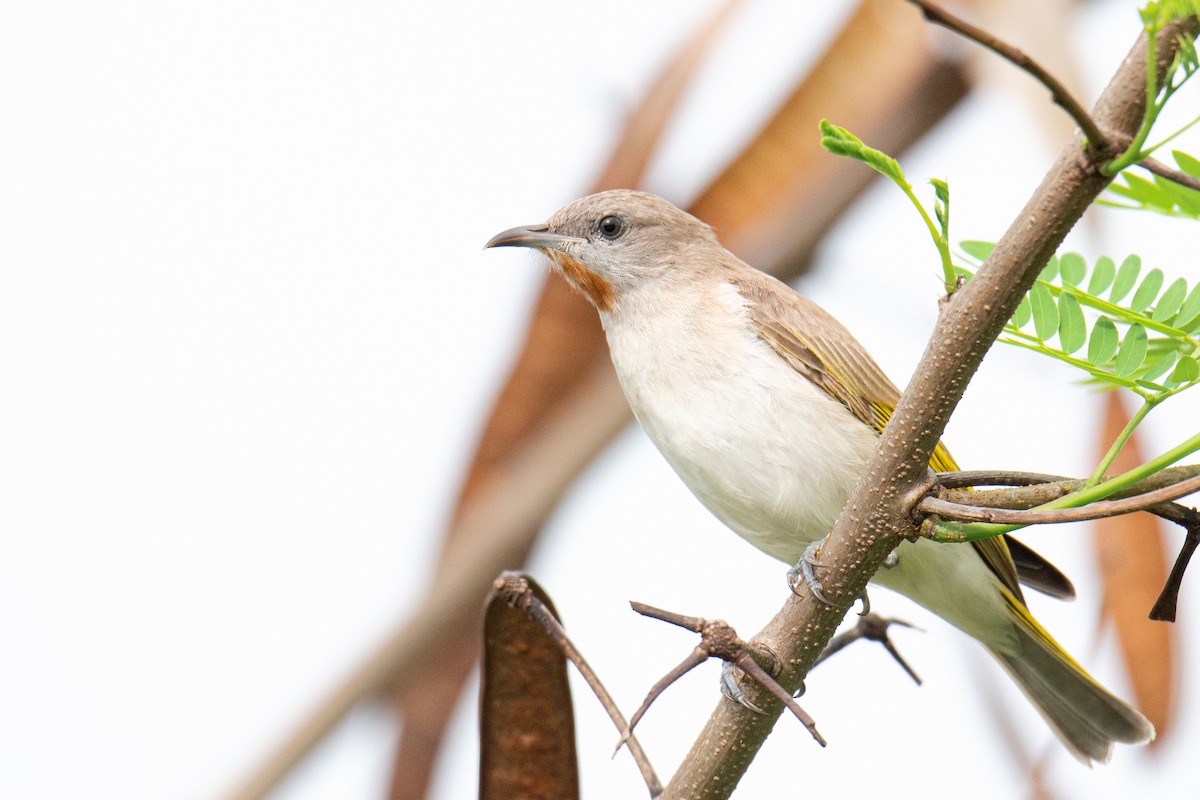 Rufous-throated Honeyeater - ML629217036