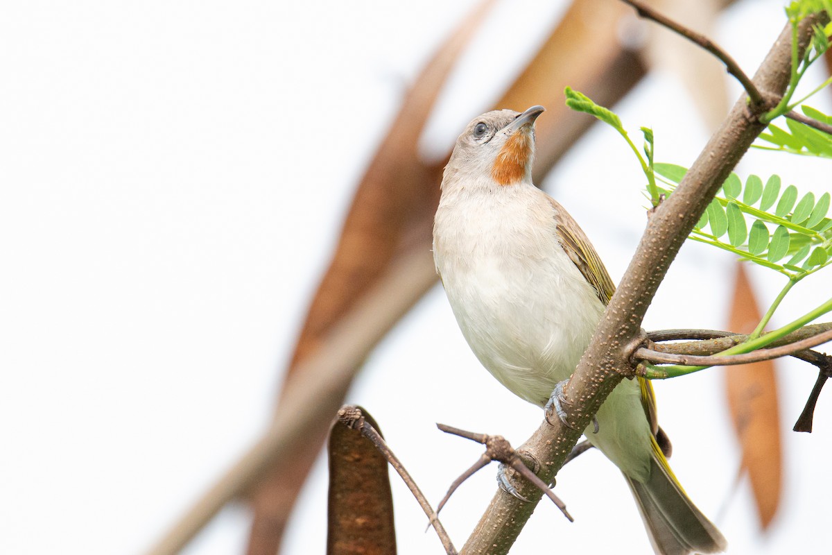 Rufous-throated Honeyeater - ML629217042