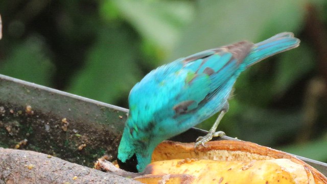 Green Honeycreeper - ML629217048