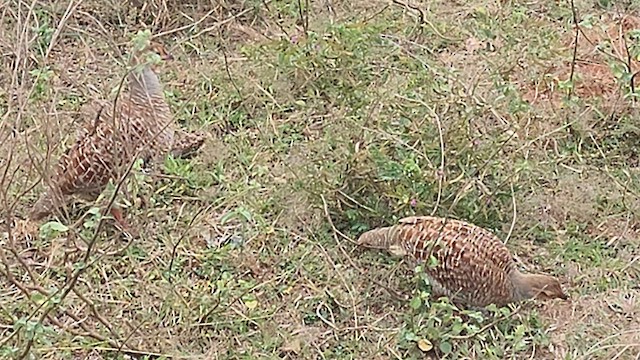 Gray Francolin - ML629217143