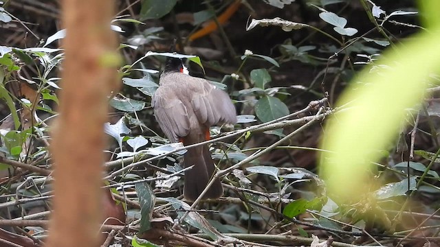 Red-whiskered Bulbul - ML629217281