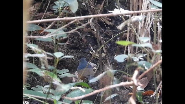 Indian Blue Robin - ML629217343