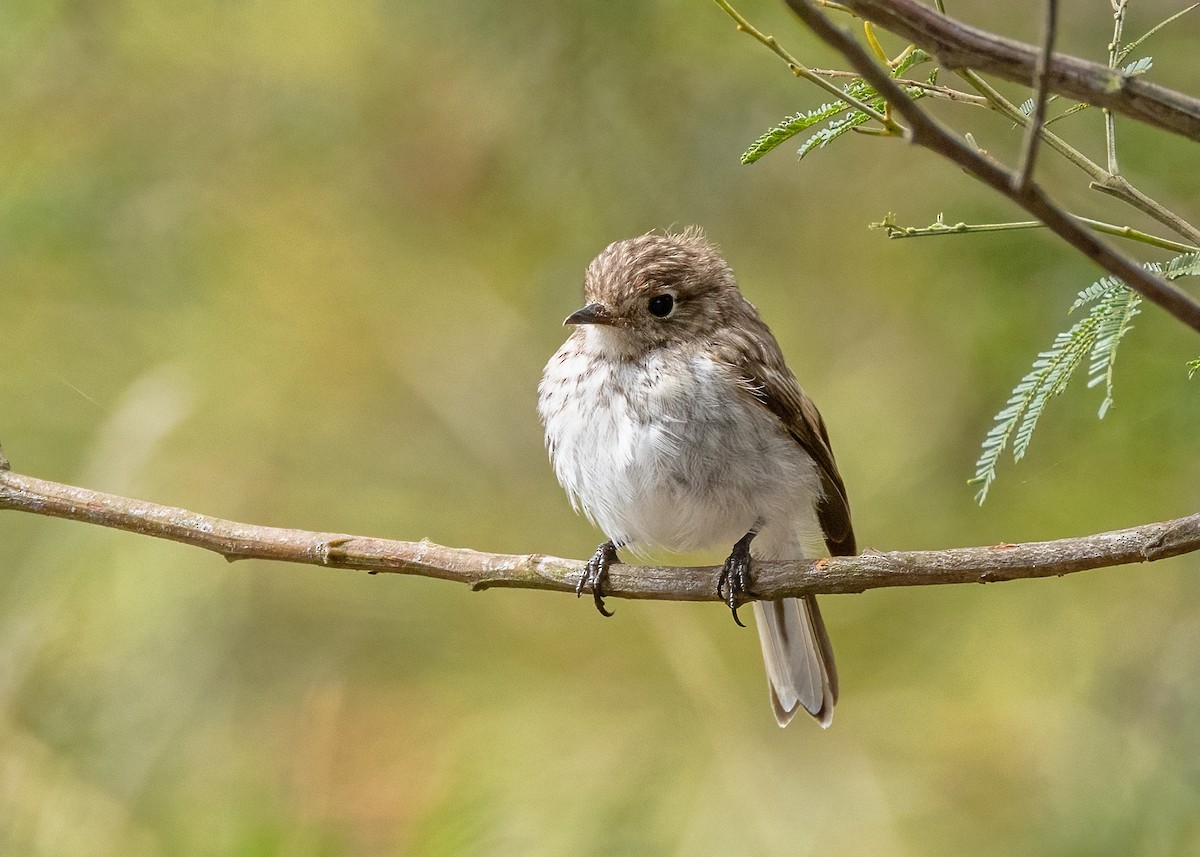 Scarlet Robin - ML629217434